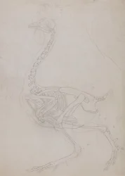 En komparativ anatomisk fremstilling af menneskekroppens struktur med en tiger og en ...